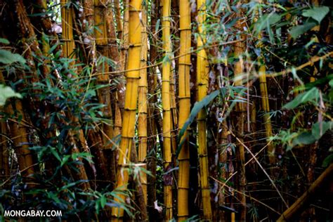 Is bamboo good for global warming?