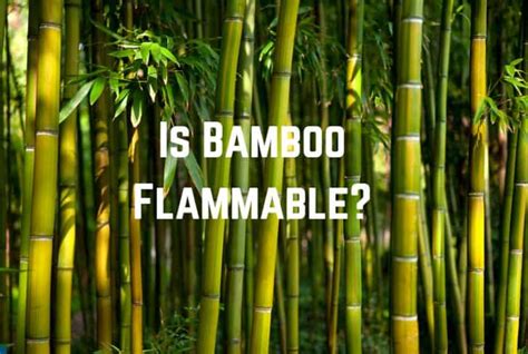 Is bamboo harmful to the environment?