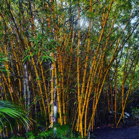 Is bamboo one of the strongest plants?