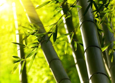 Is bamboo stronger than titanium?