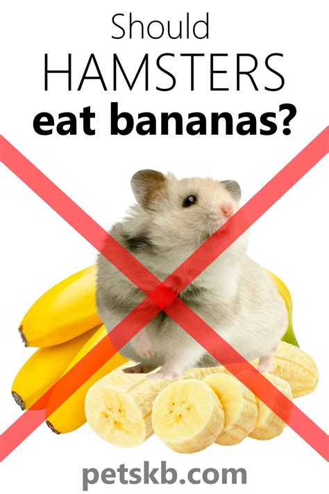 Is bananas bad for hamsters?