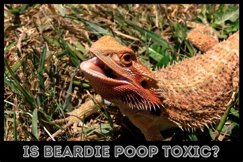 Is bearded dragon poop toxic?