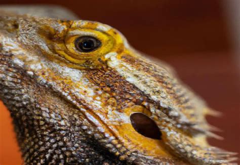 Is bearded dragon saliva Poisonous?