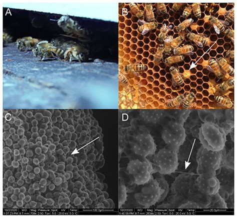 Is bee pollen antimicrobial?