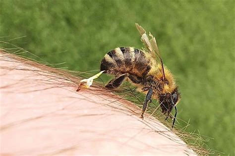 Is bee venom a good drug?