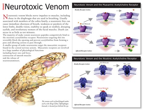 Is bee venom a neurotoxin?