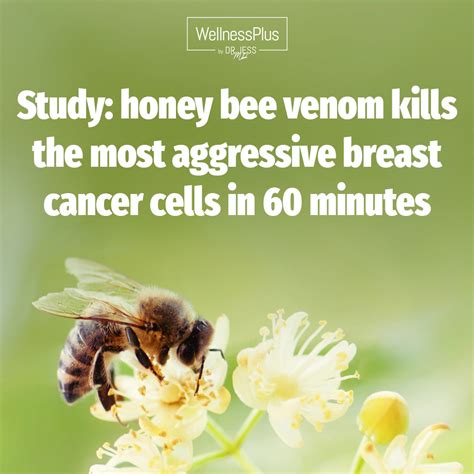 Is bee venom good for cells?