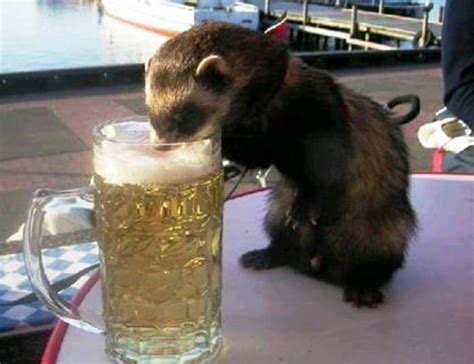 Is beer animal free?