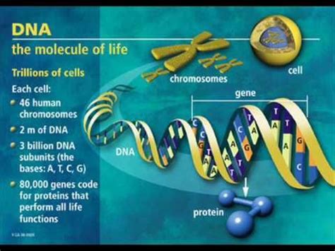 Is being left-handed genetic?