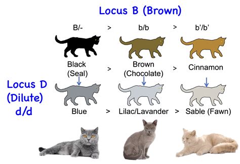 Is black a dominant color in cats?