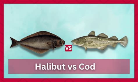 Is black cod better than cod?