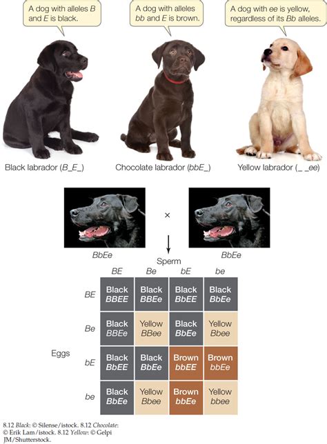Is black dominant in dogs?