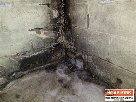 Is black mold on concrete toxic?