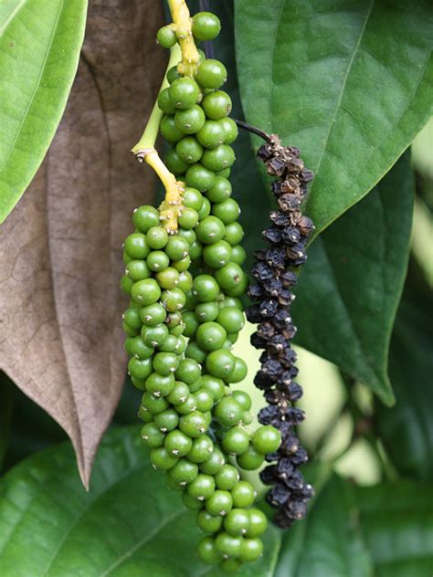 Is black pepper a fruit or vegetable?