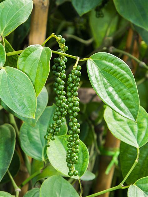 Is black pepper an animal or plant?