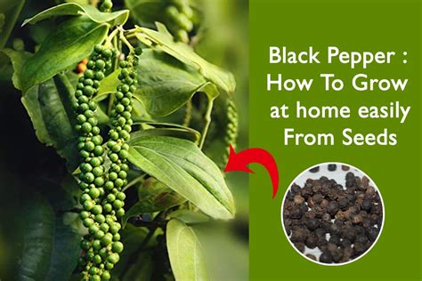 Is black pepper is a seed or not?