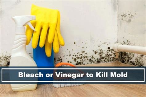 Is bleach or vinegar better for fungus?