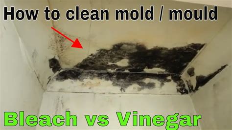 Is bleach or vinegar better to kill mold on concrete?
