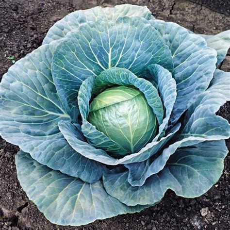 Is blue cabbage a thing?