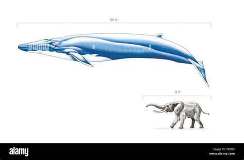 Is blue whale bigger than elephant?