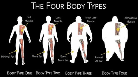 Is body shape Genetic?