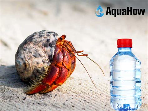 Is bottled water OK for hermit crabs?