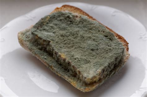 Is bread mold black?