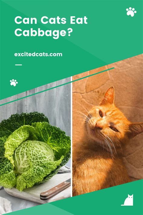 Is cabbage OK for cats?