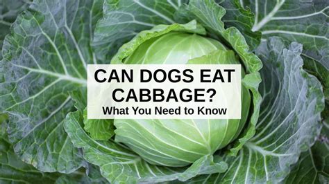 Is cabbage good for pets?