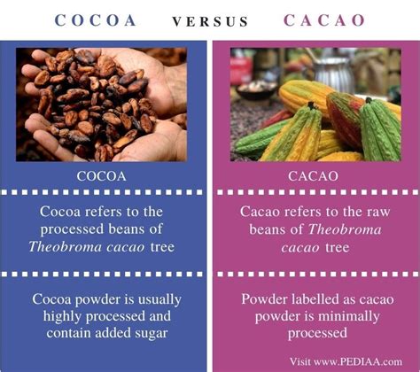 Is cacao the same as cocoa?