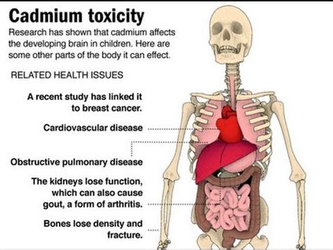 Is cadmium cancerous?