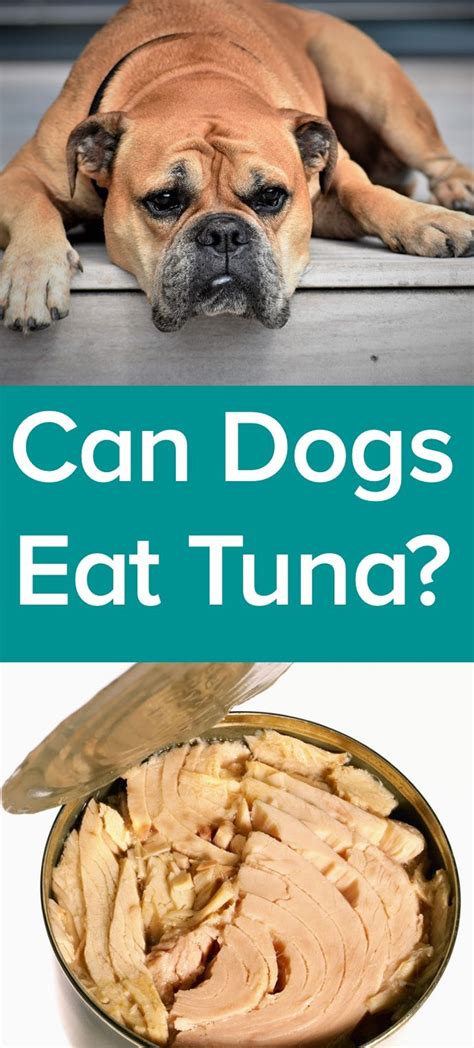 Is canned tuna OK for dogs?