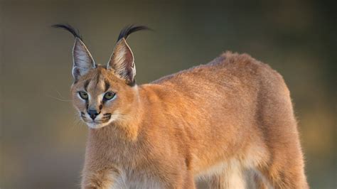 Is caracal a lynx?