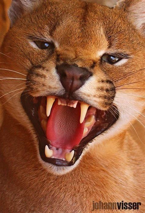 Is caracal aggressive?