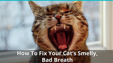 Is cat Breath bad for humans?