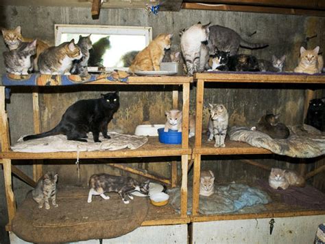 Is cat hoarding a mental illness?