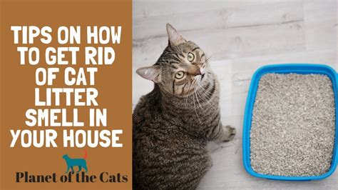 Is cat litter smell toxic?