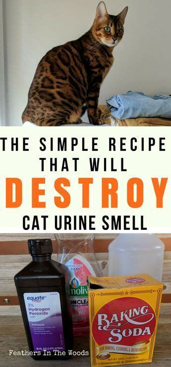 Is cat pee smell hard to get out?