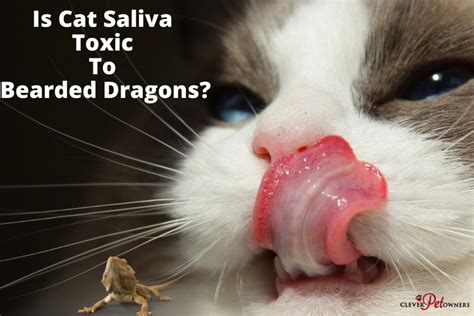 Is cat saliva toxic to bearded dragons?