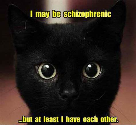 Is cat schizophrenia a thing?