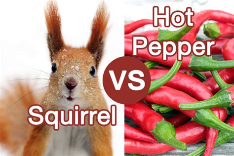 Is cayenne pepper harmful to squirrels?