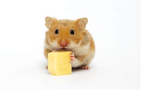 Is cheese OK for hamsters?