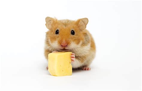 Is cheese poisonous to hamsters?