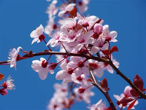 Is cherry blossom an almond tree?