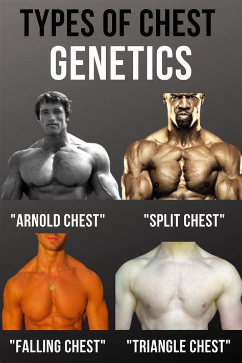 Is chest muscle shape genetic?