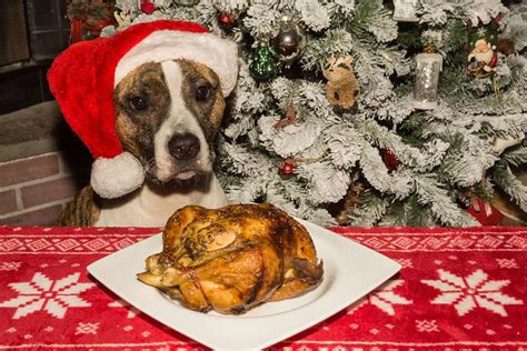 Is chicken bad for pitbulls?