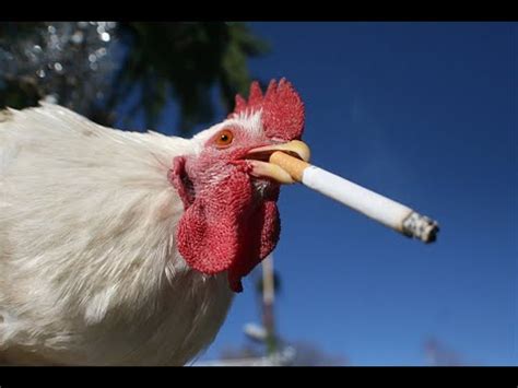 Is cigarette smoke bad for chickens?