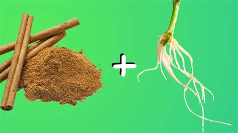 Is cinnamon a rooting hormone?