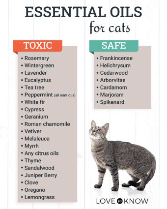 Is cinnamon oil toxic to cats?