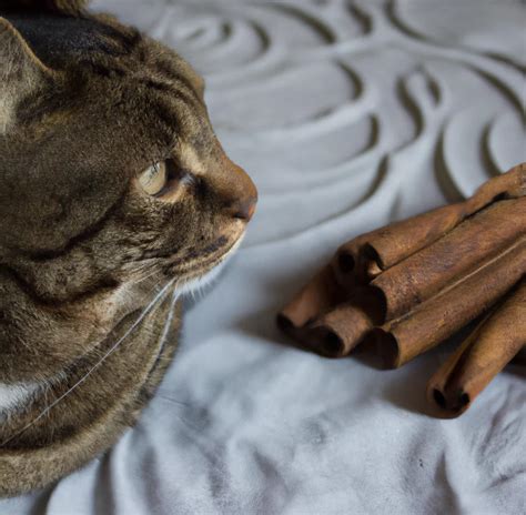 Is cinnamon powder toxic to cats?